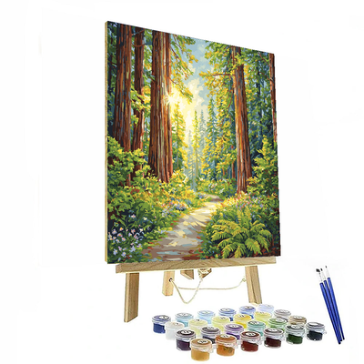 Redwood National And State Parks - California, Usa Numbered Painting Kits